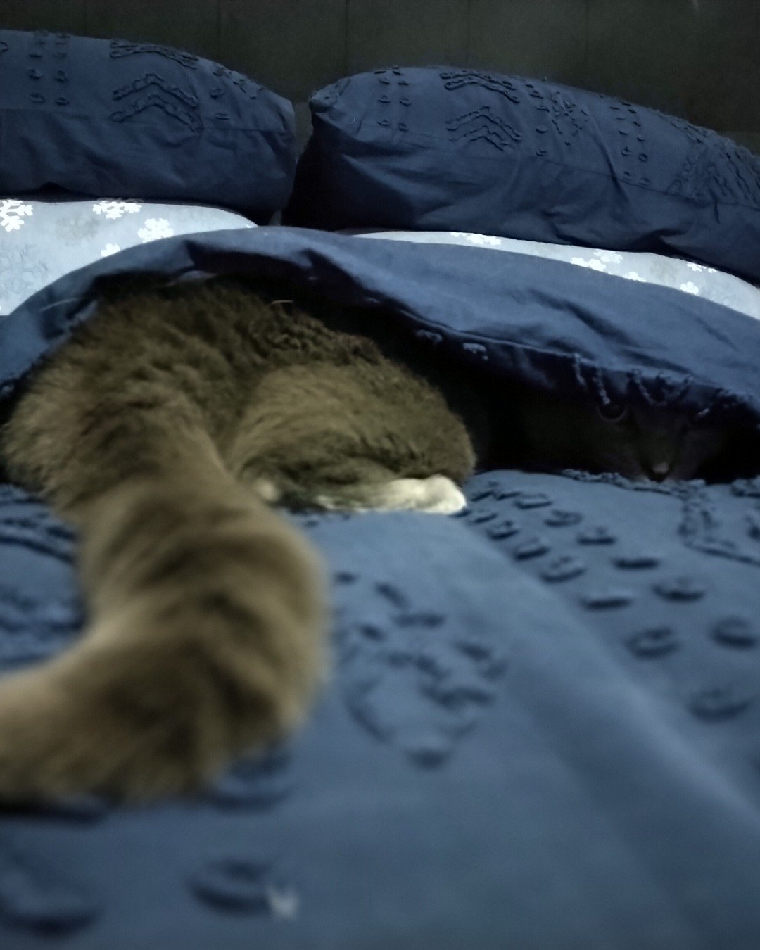 Marshall 🩶 Geoffrey. Blanket, Cushion, Home Decor, Cat, Furniture, Quilt