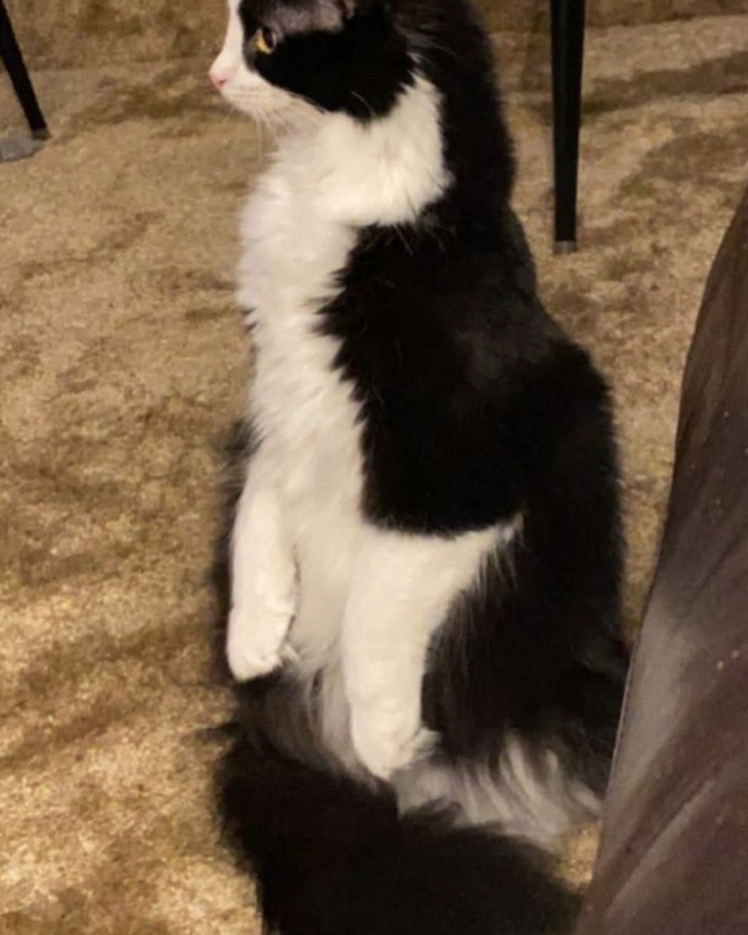 Pixi the Tuxedo. Cat, Kitten, Angora
