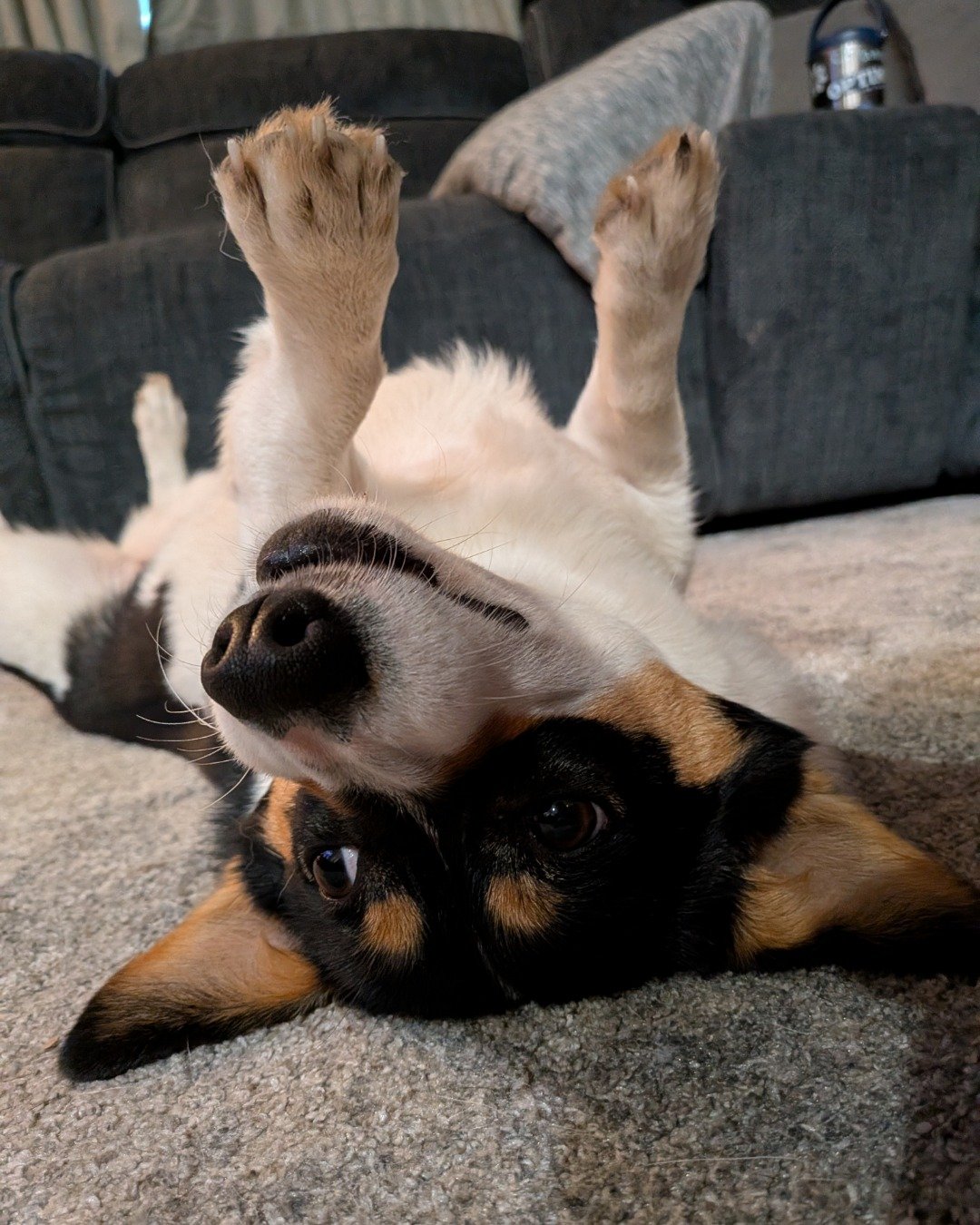 hazel the Paran Brook Corgi. Couch, Furniture, Dog, Puppy, Hound