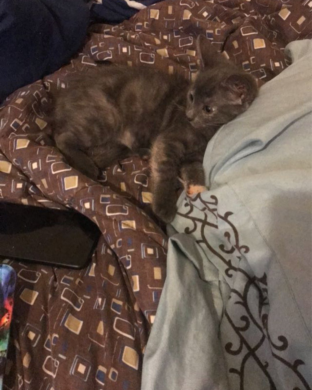Hannah wilson the russian blue short hair. Blanket, Furniture, Cat, Quilt, Bed