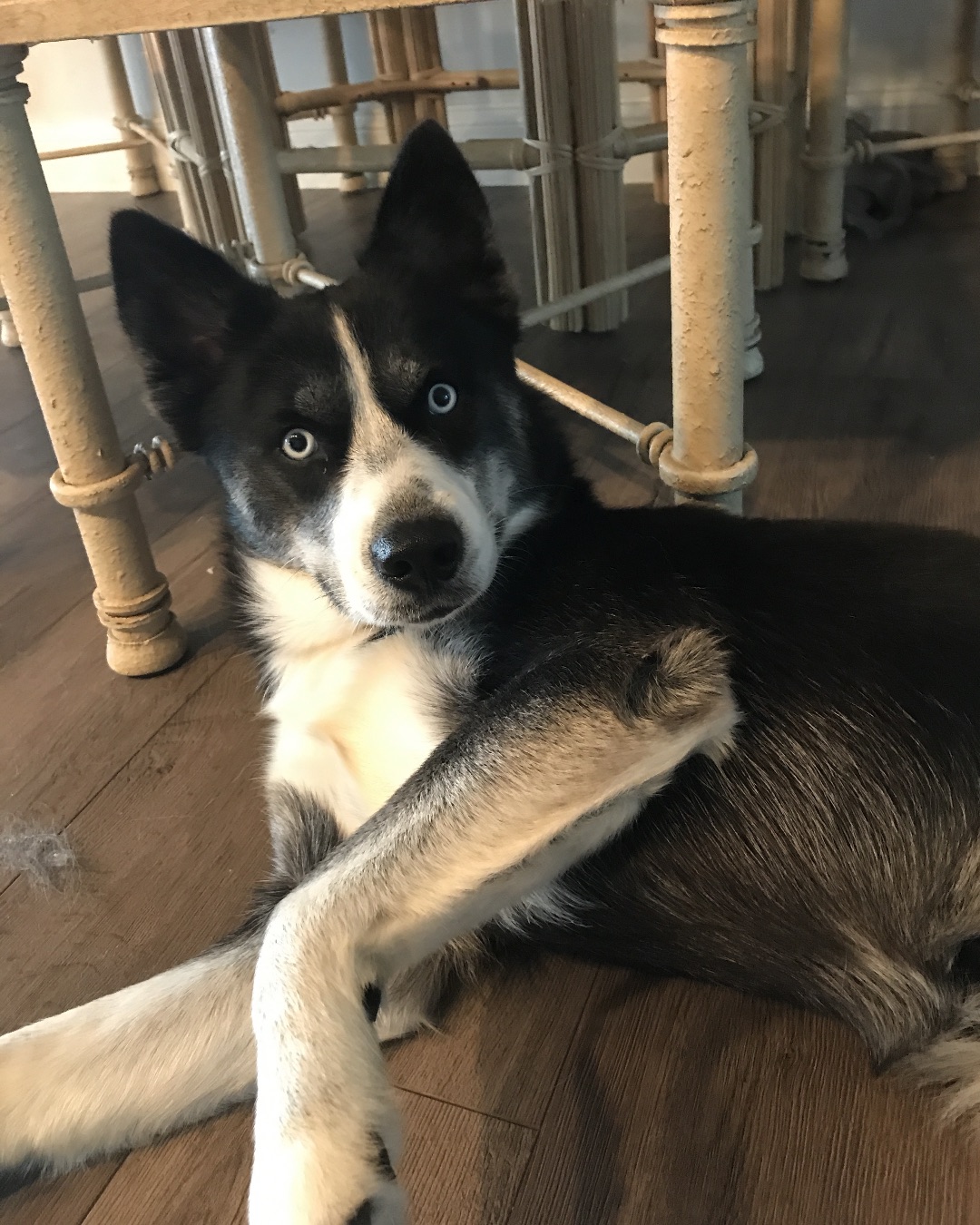 Mr man the Pomeranian Husky mix. Dog, Husky, Wood, Floor, Flooring, Hardwood