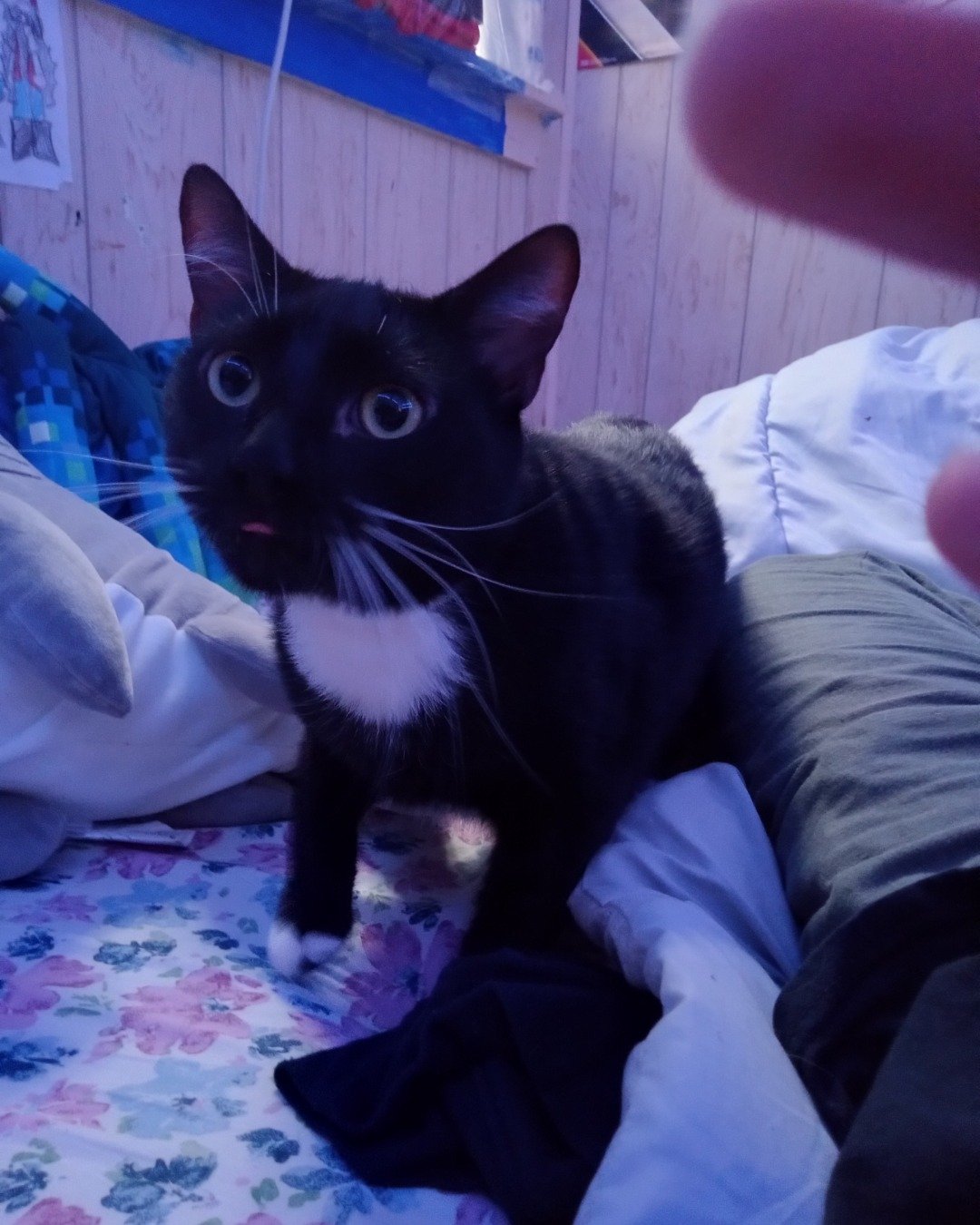 Godzilla the shorthair. Cat, Furniture