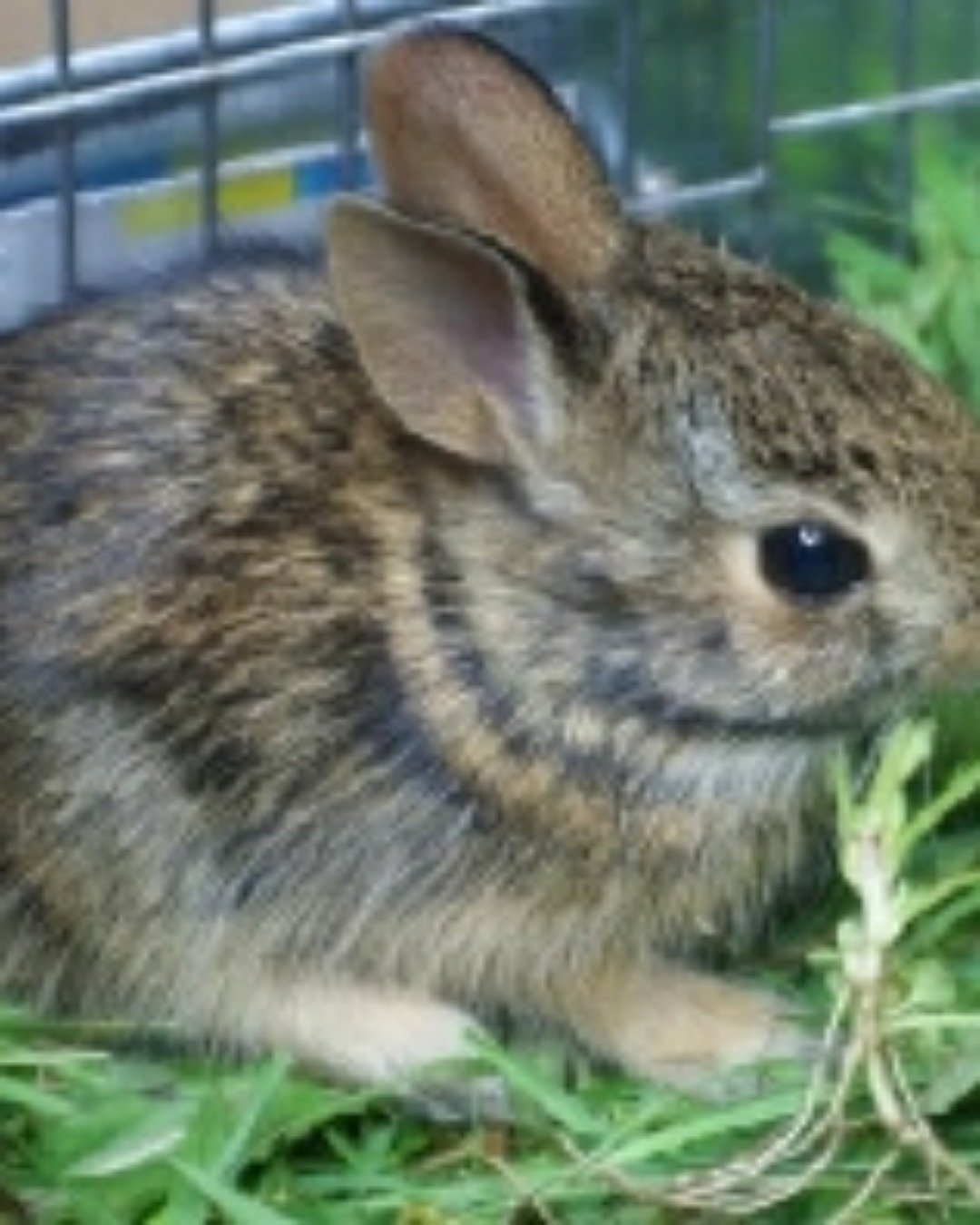 Bella the cottontail rabbit wild. Rat, Rodent, Rabbit