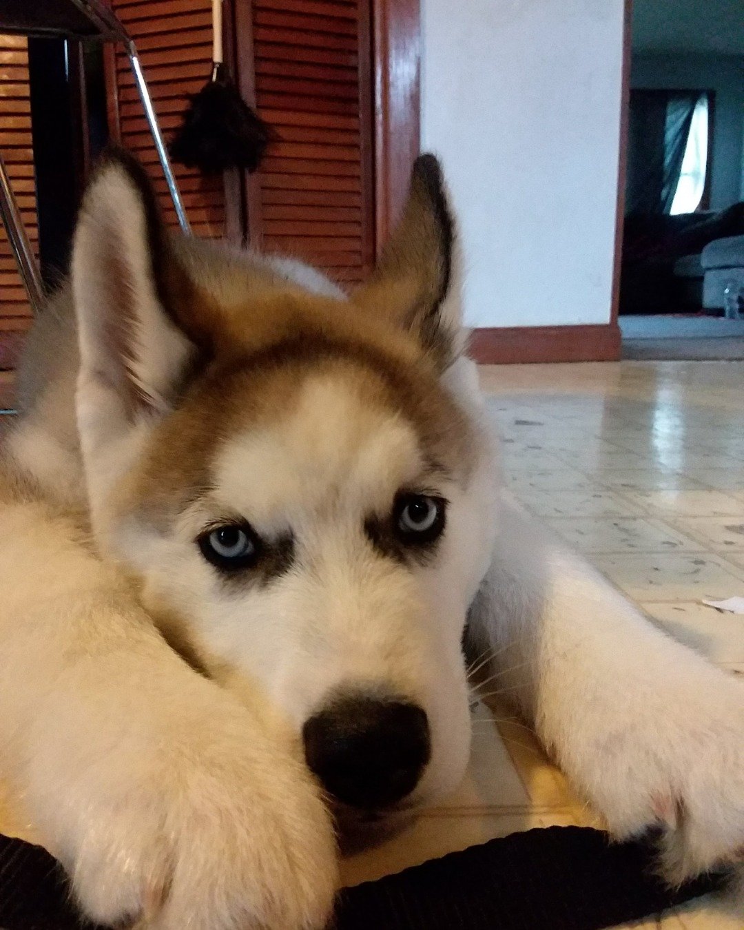 Hemi the Siberian Husky. Dog, Husky, Puppy
