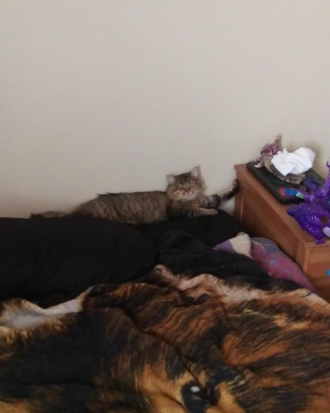 Booey; Baby Boy; Ka-Booey; Boo-Titters the MaineCoon Mix, Tabby. Couch, Furniture, Drawer, Bed, Bedroom, Indoors
