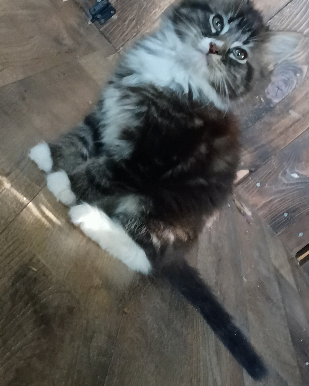 Tiger. Wood, Cat, Kitten, Floor, Flooring, Manx