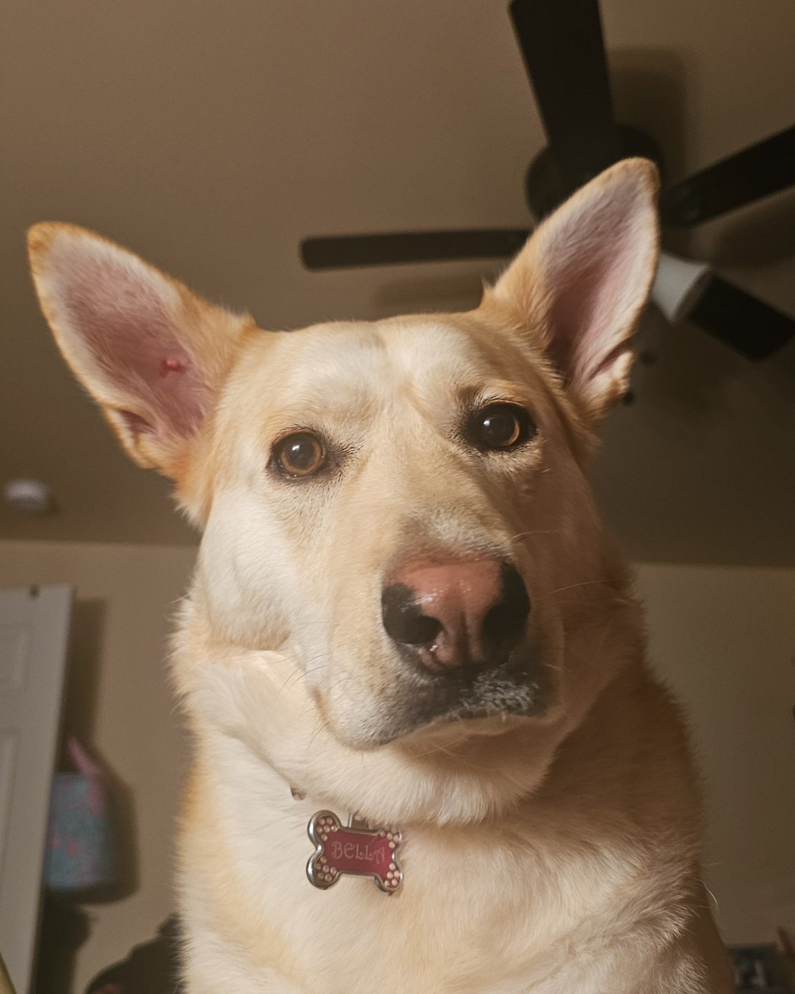 Bella the Labsky. Dog, Husky, Puppy
