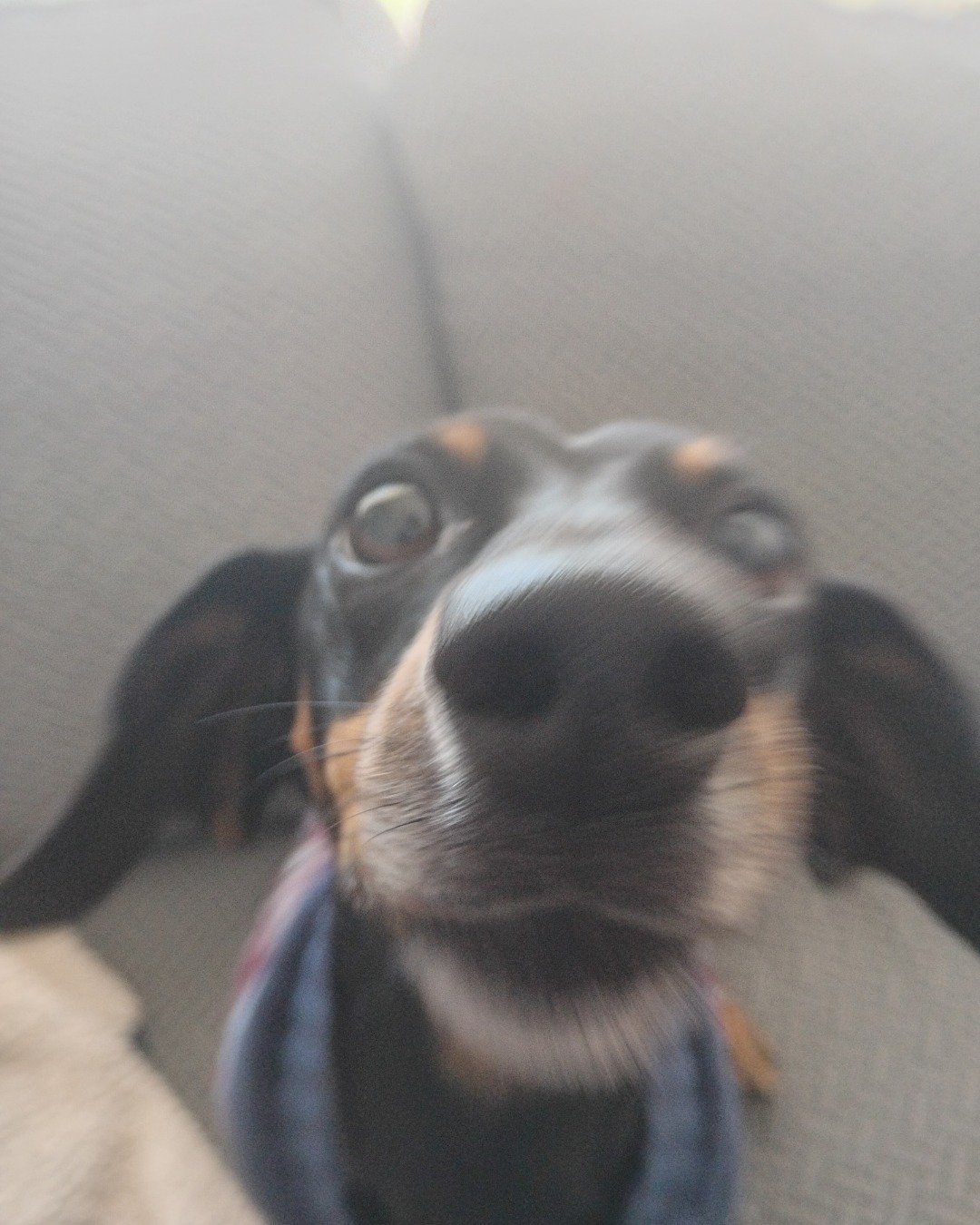 ralphie the wiener dog. Dog, Puppy, Hound, Home Decor, Cushion