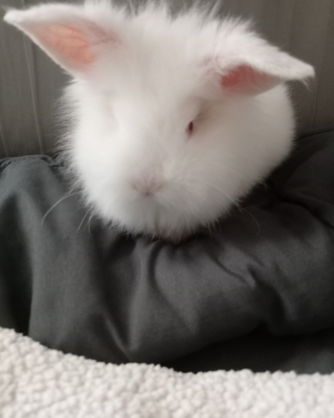 Ushka. Rat, Rodent, Rabbit