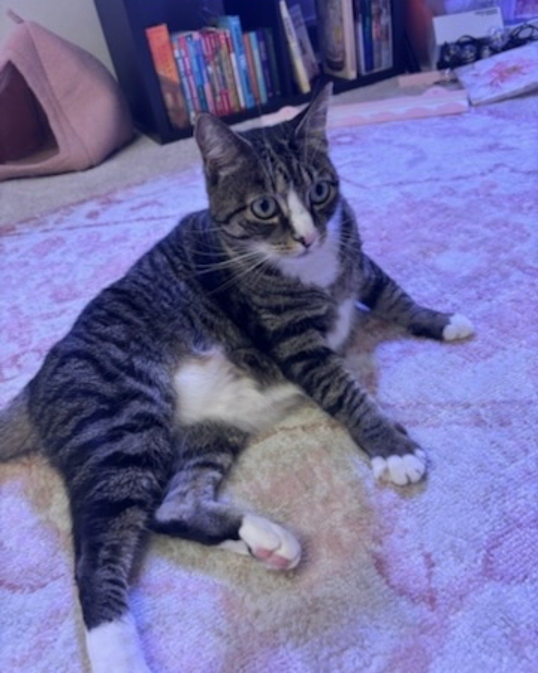Ghostie (a.k.a. Jude) the American Shorthair. Cat, Furniture, Kitten