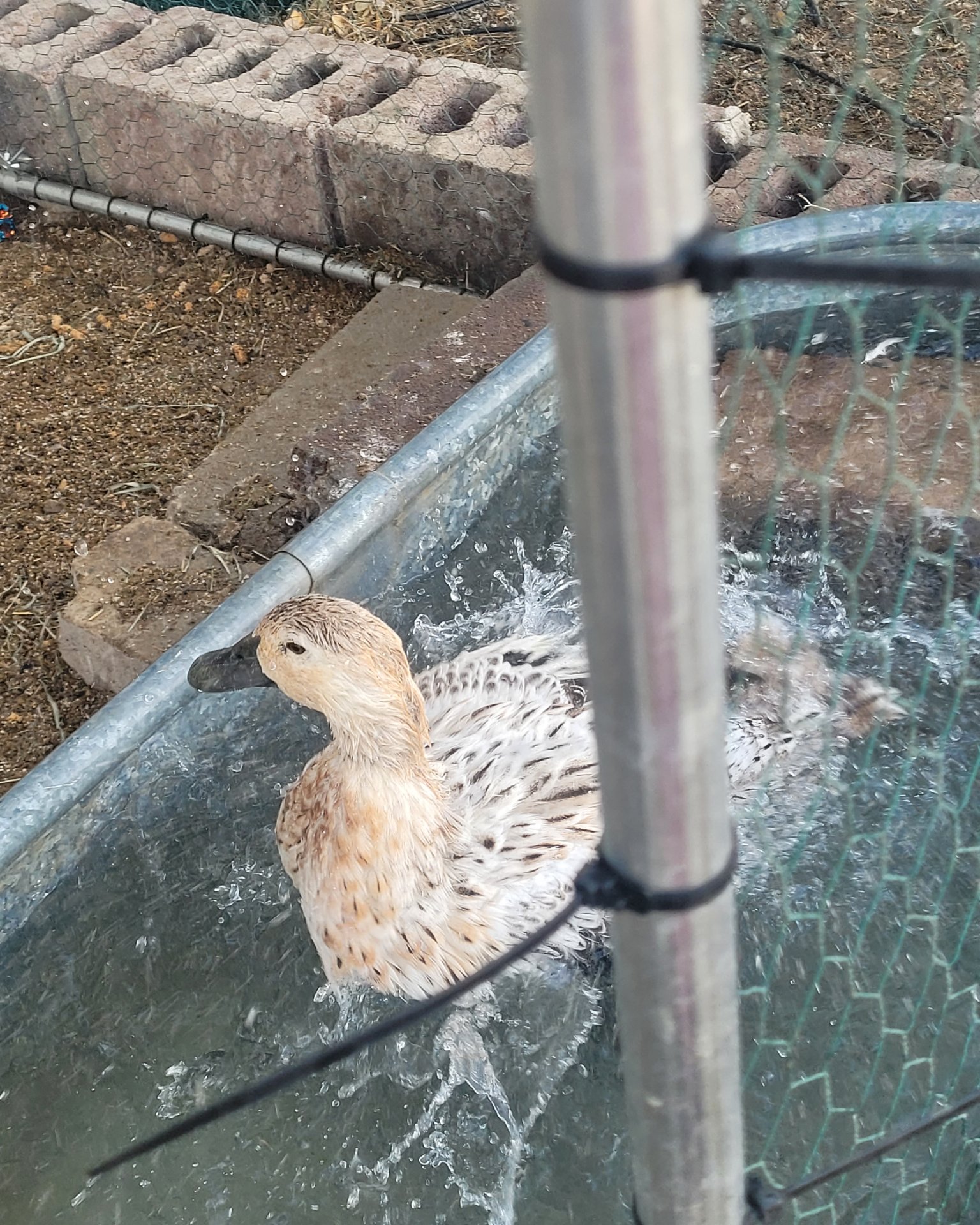 Della the duck. Bird, Duck