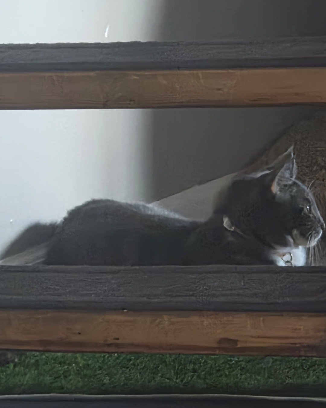 L the Tabby. Cat