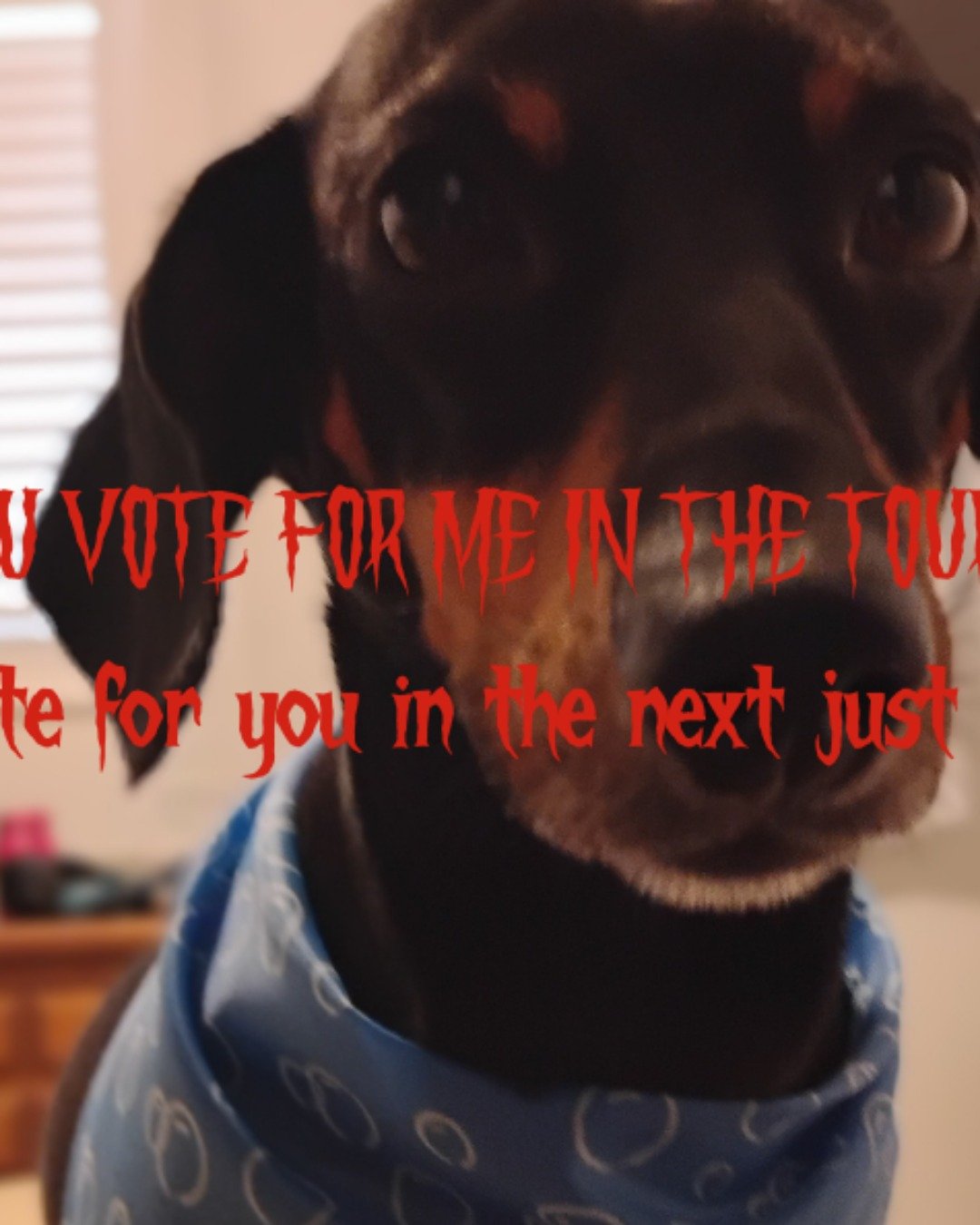 ralphie the wiener dog. Snout, Dog, Hound, Accessories