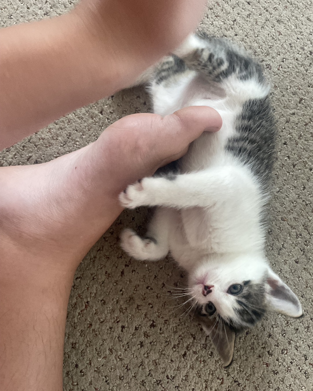 ReyRey. Cat, Kitten, Manx