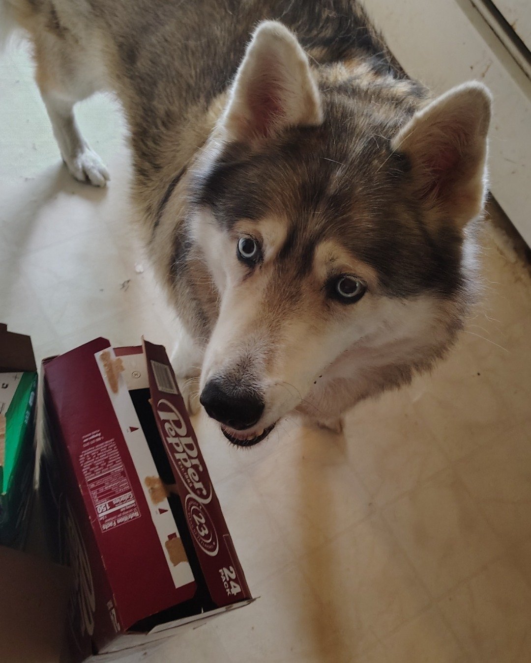 midnight. Dog, Husky, Puppy