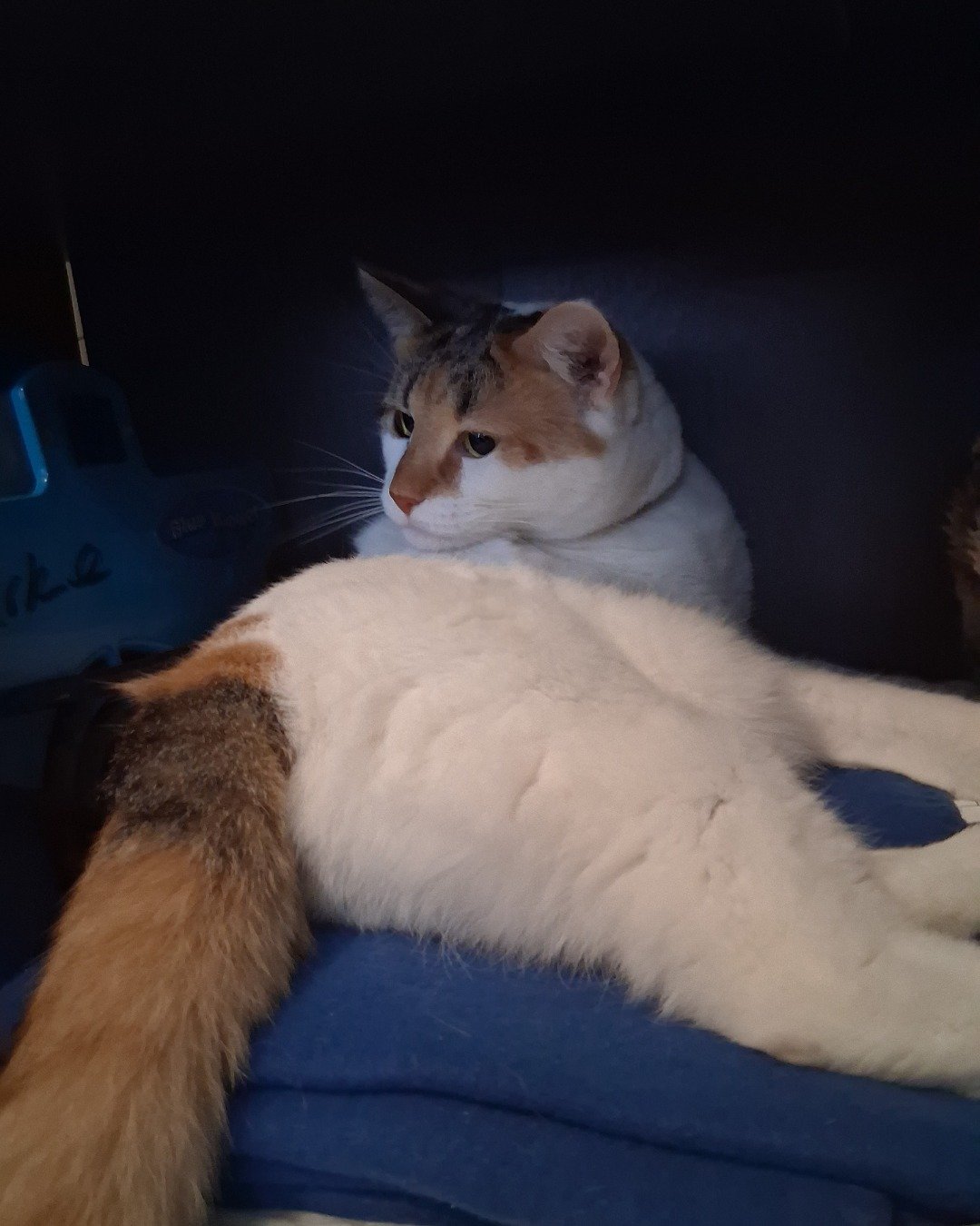 Callie the Calico maincoon. Couch, Furniture, Cat, Kitten, Manx, Person