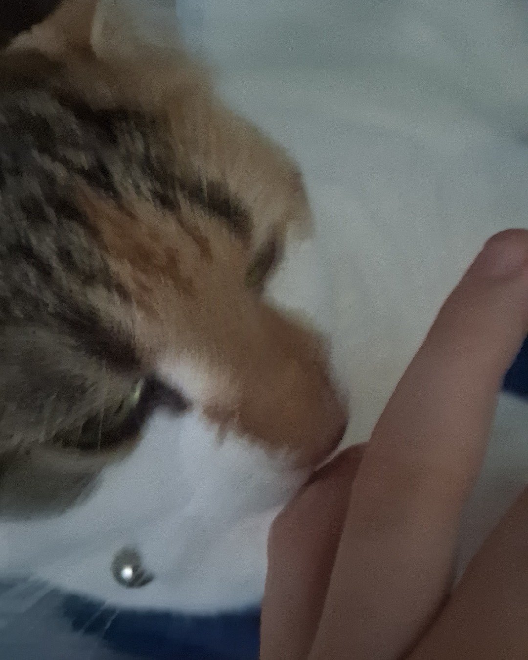 Callie the Calico maincoon. Body Part, Finger, Hand, Person, Cat, Kitten