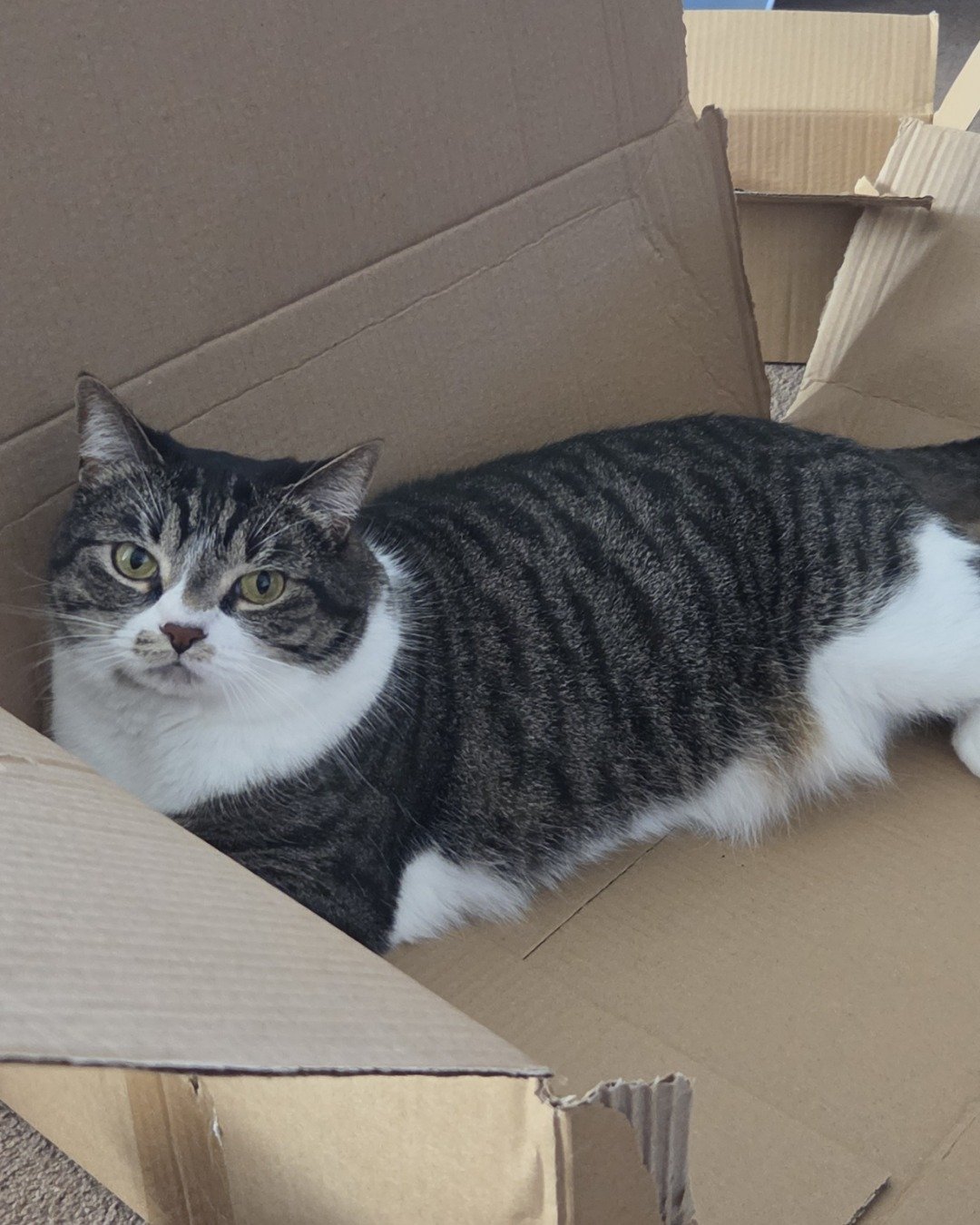 Star the mix. Box, Cat, Cardboard, Carton