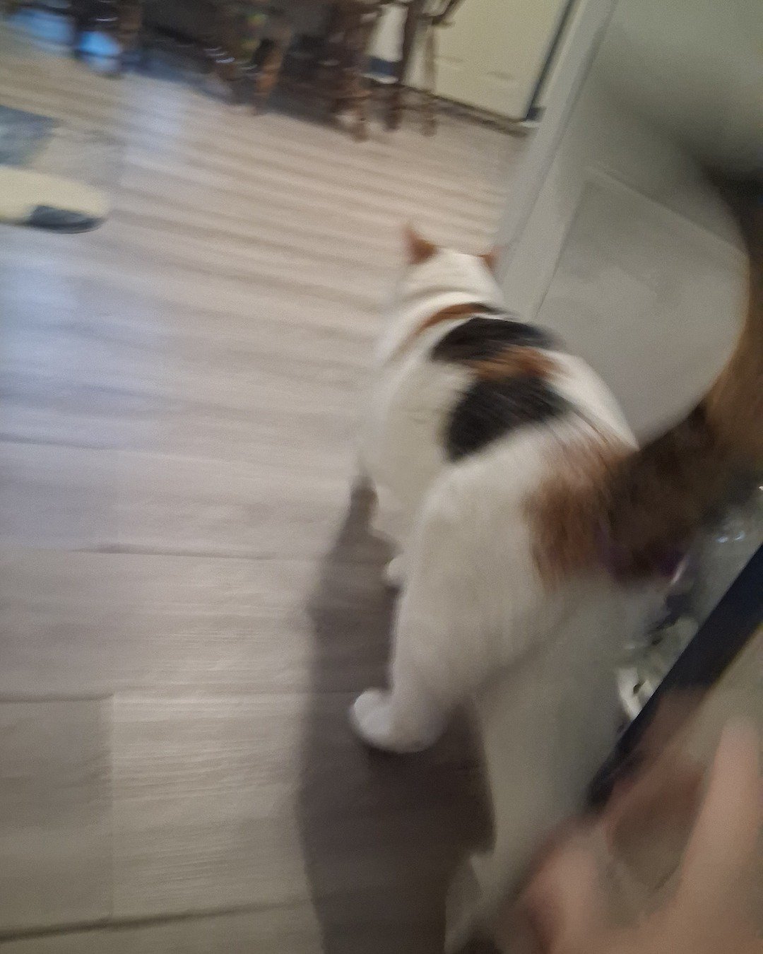Callie the Calico maincoon. Floor, Flooring, Wood, Cat, Hardwood