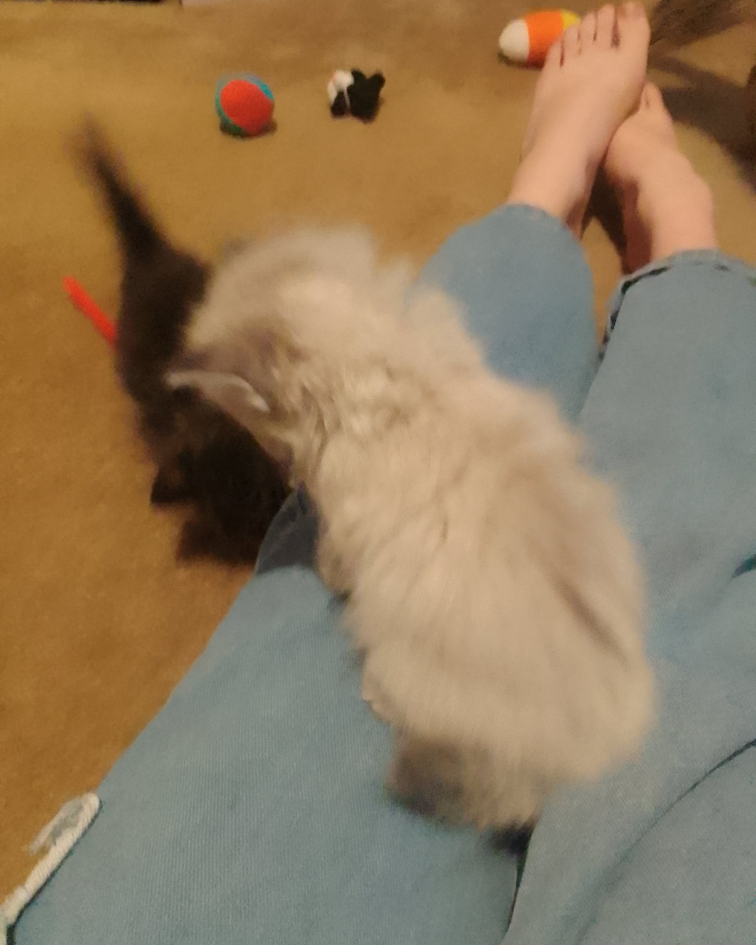 Salt the Unknownnn. Cat, Kitten