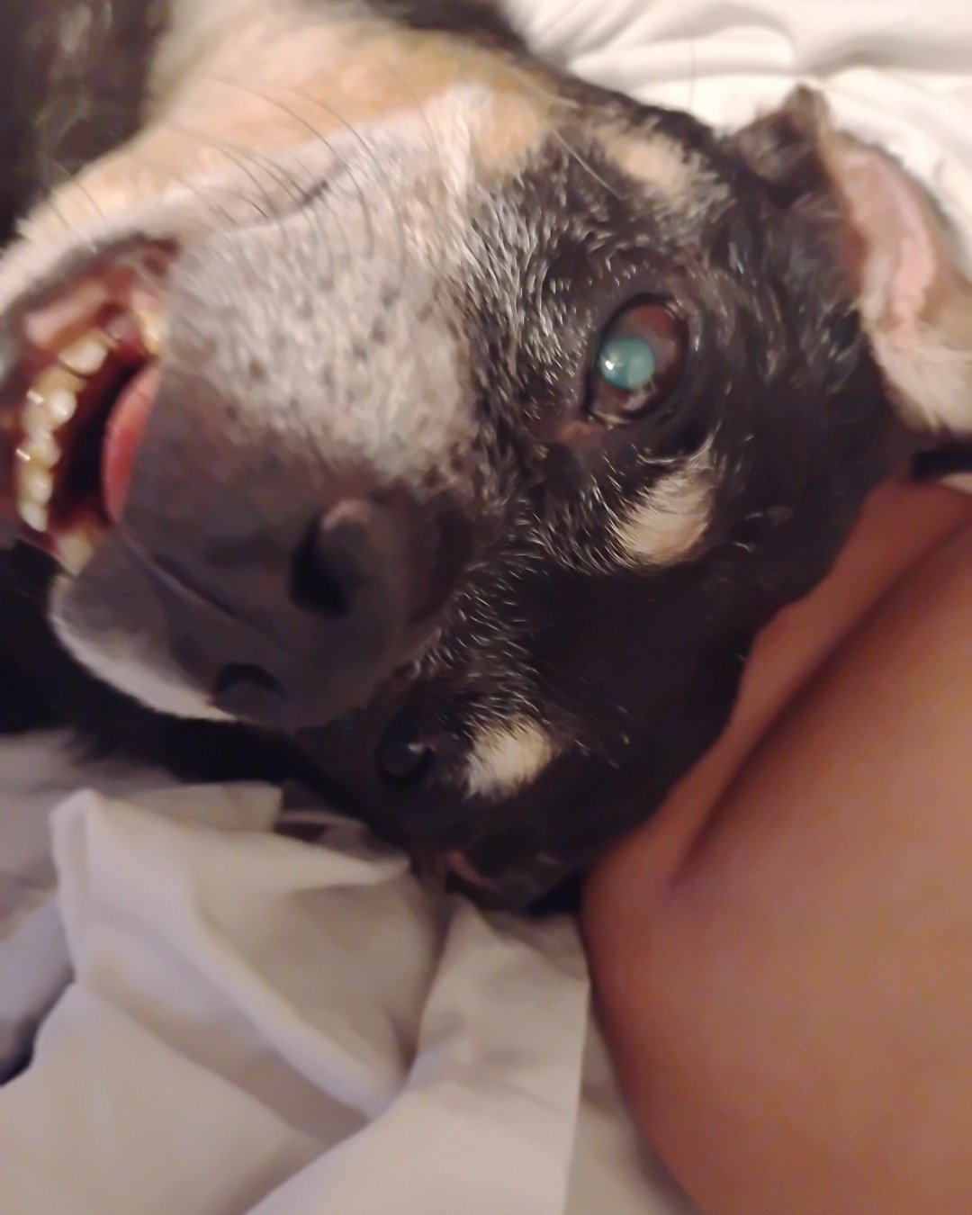 paco the wiener dog. Body Part, Mouth, Person, Teeth, Dog, Puppy