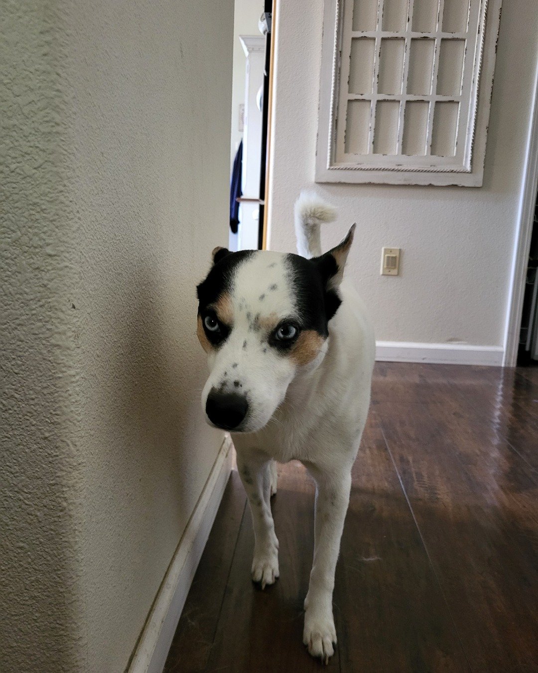 Billy the 1/4 Chihuahua 3/4 Queensland healer. Floor, Flooring, Wood, Hardwood, Dog, Puppy