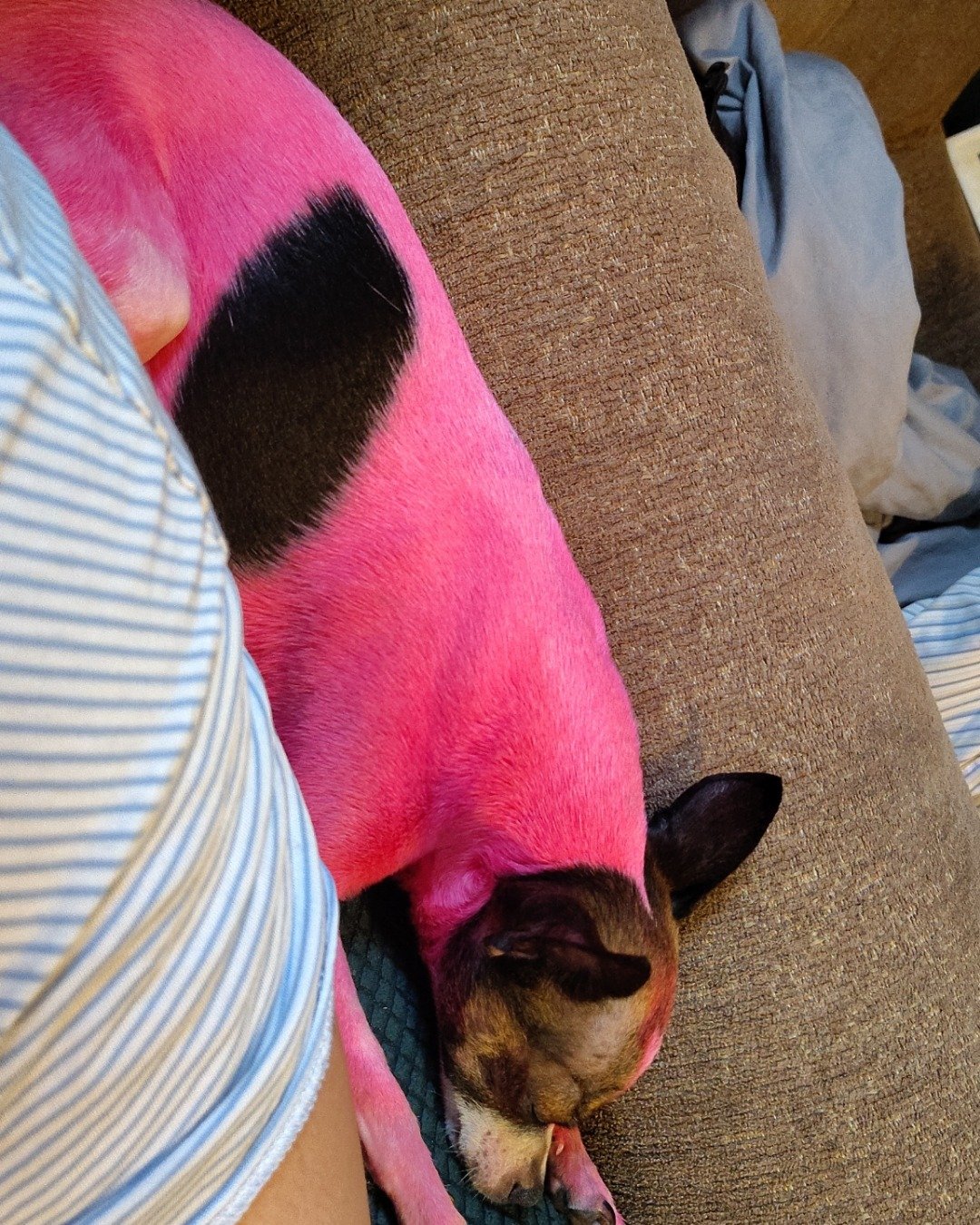 moo moo the female Chihuahua. Couch, Furniture, Cushion, Home Decor, Person, Sleeping