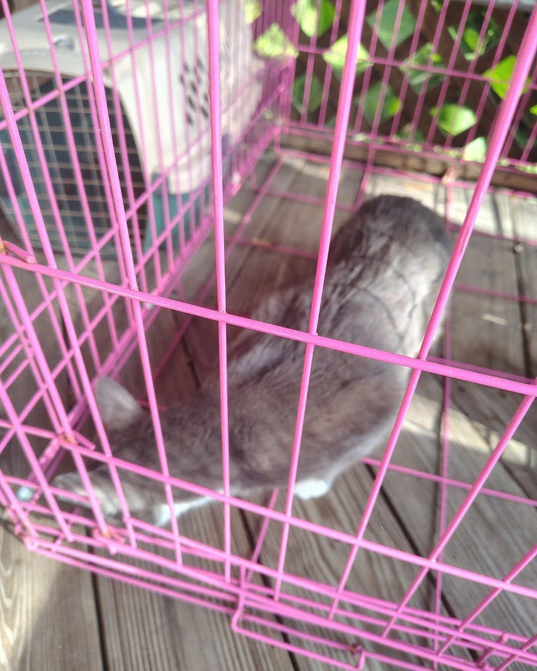 Smokey!! the domestic shorthair