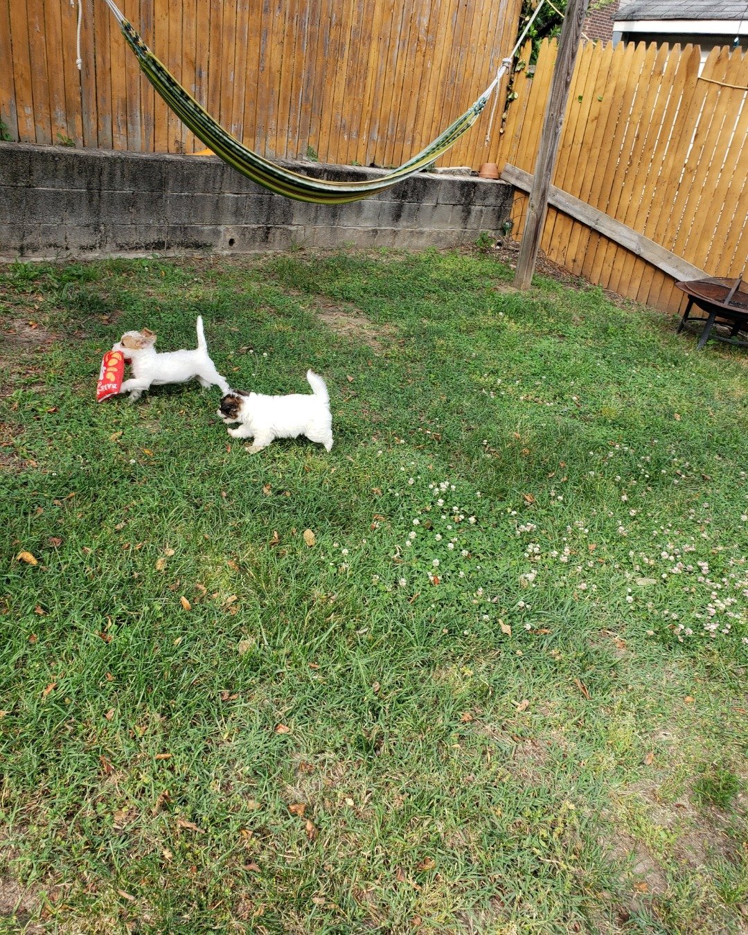 candy!🍭🍬. Backyard, Nature, Outdoors, Yard, Grass, Plant