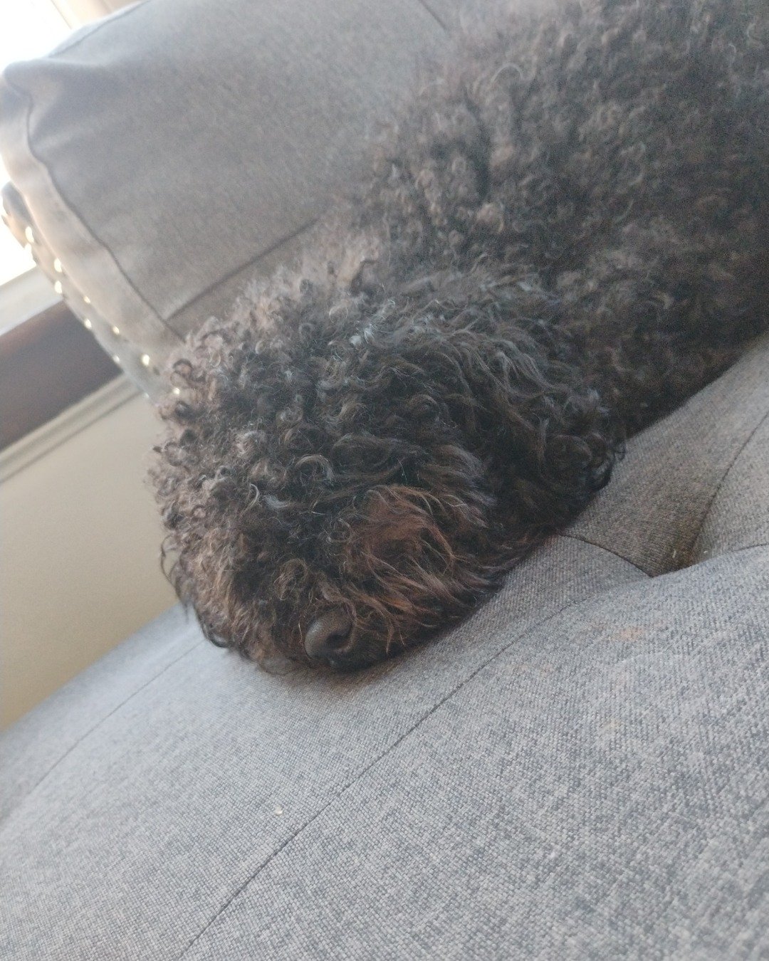 Brownie the black poodle. Couch, Furniture, Cushion, Home Decor, Dog, Puppy