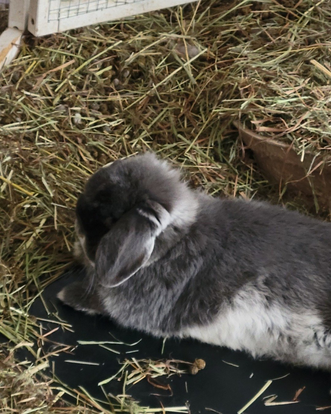Hoppy. Rabbit, Rat, Rodent