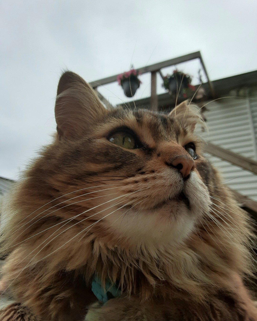 Hot Tamale/Mollie the Norwegian Forest Cat. Cat, Person, Kitten, Manx, Architecture, Building