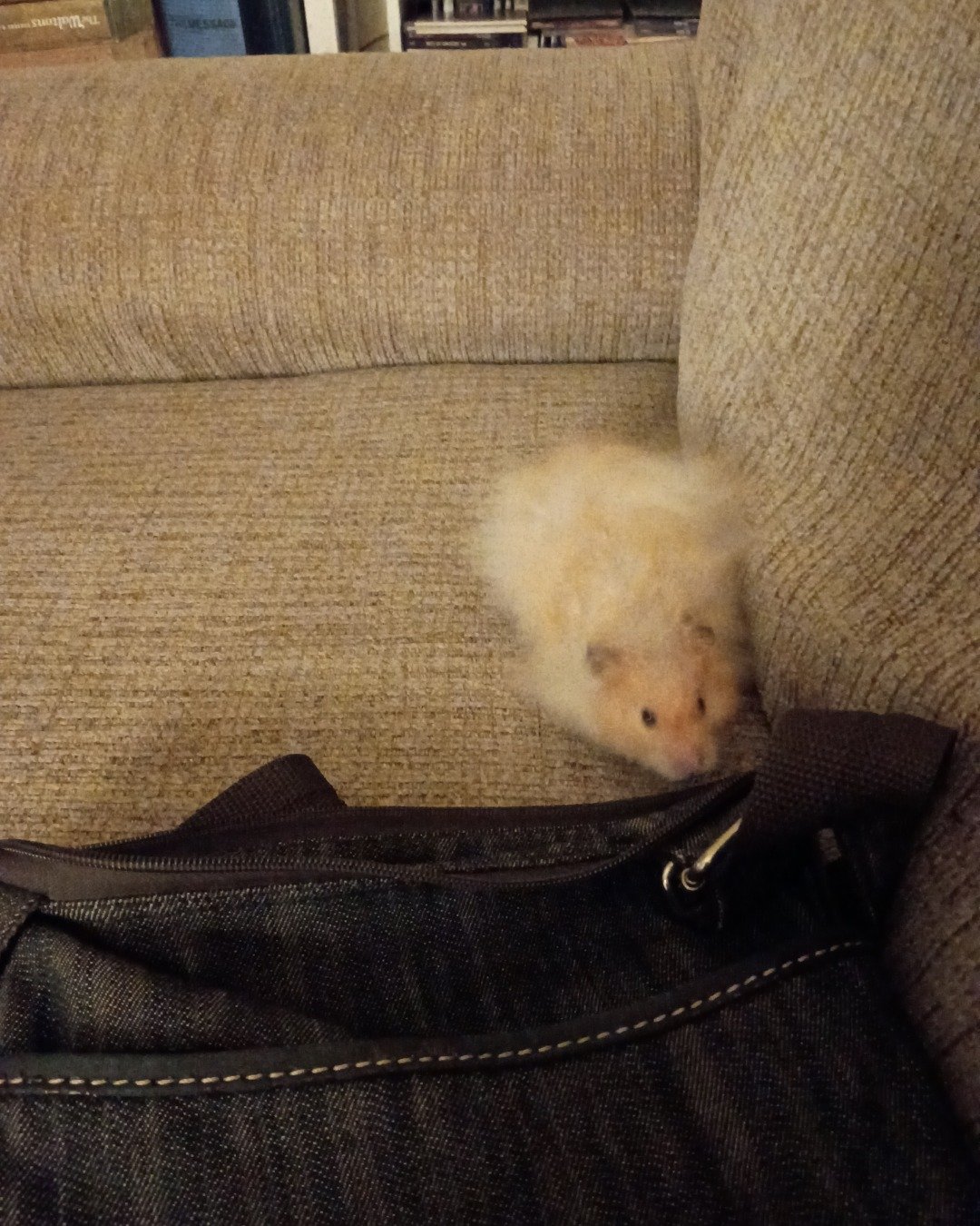 Alex the golden hamster. Couch, Furniture, Rat, Rodent