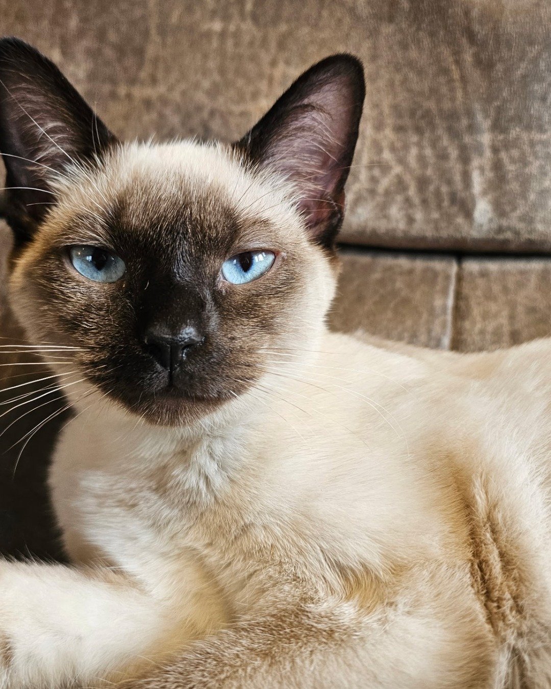 Luna🌙💫 (twin of Stella) the Siamese. Cat, Siamese