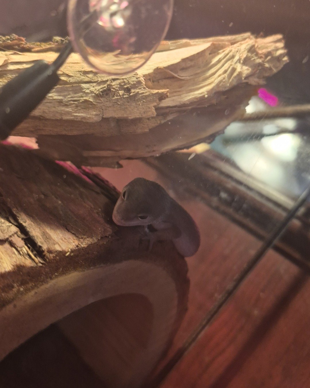 crystal the blizzard lepord gecko. Anole, Reptile, Gecko, Lizard