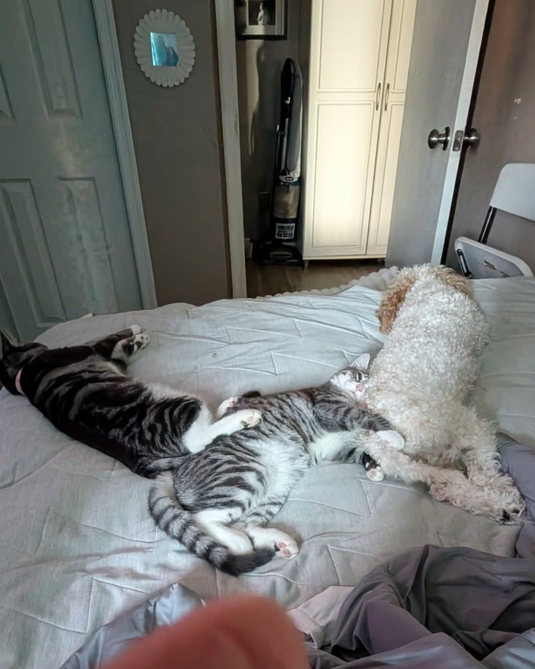 Kira the Tabby. Cat, Indoors, Dog, Bed, Bedroom, Furniture