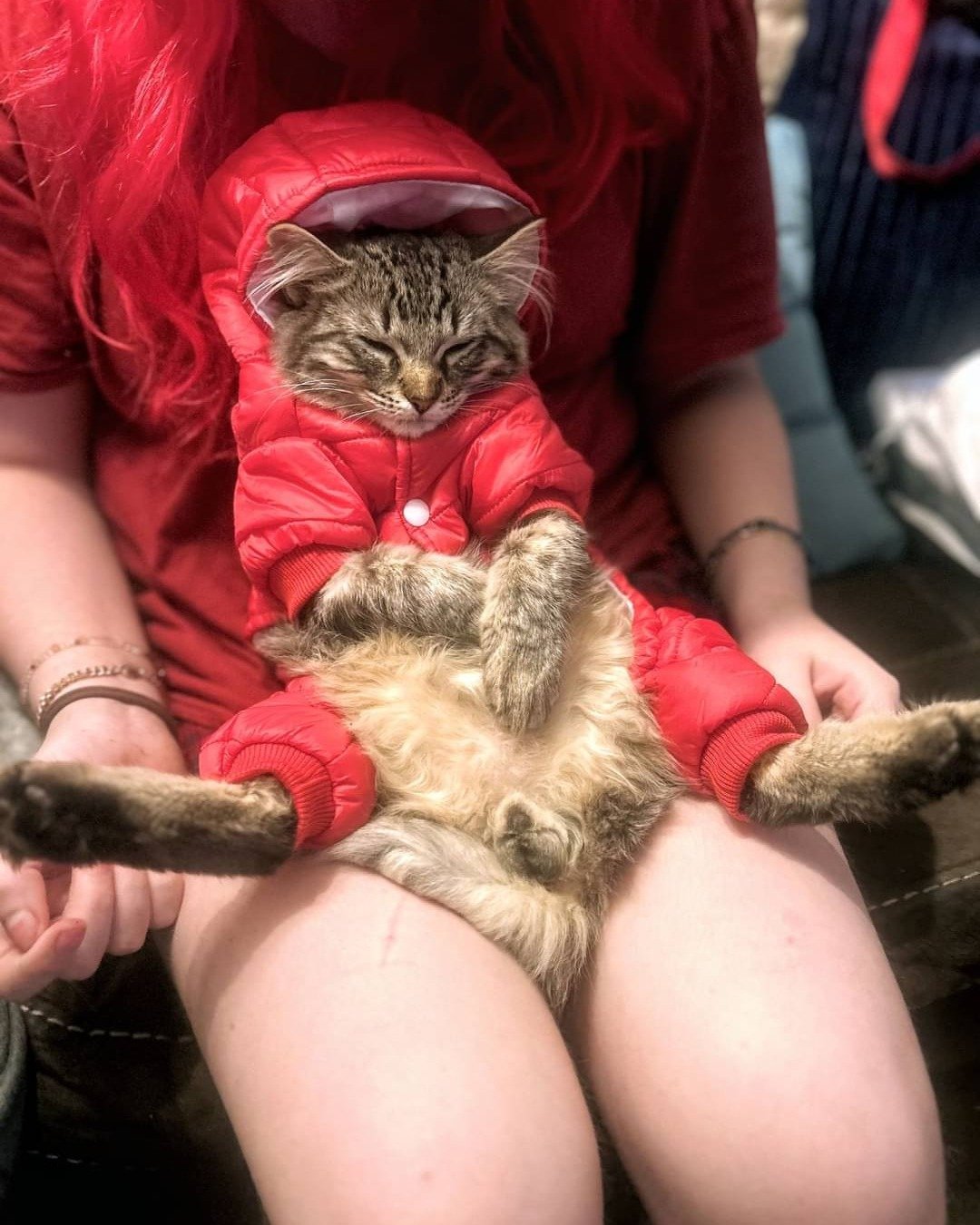 Bash, Bashy, Bashy-Boy, BashMcTash the Domestic Mediumhair Tabby. Clothing, Coat, Person, Costume, Glove, Cat