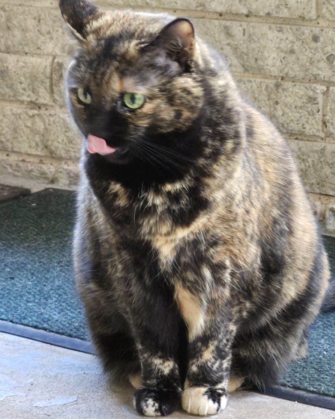 Zeros. Cat, Manx