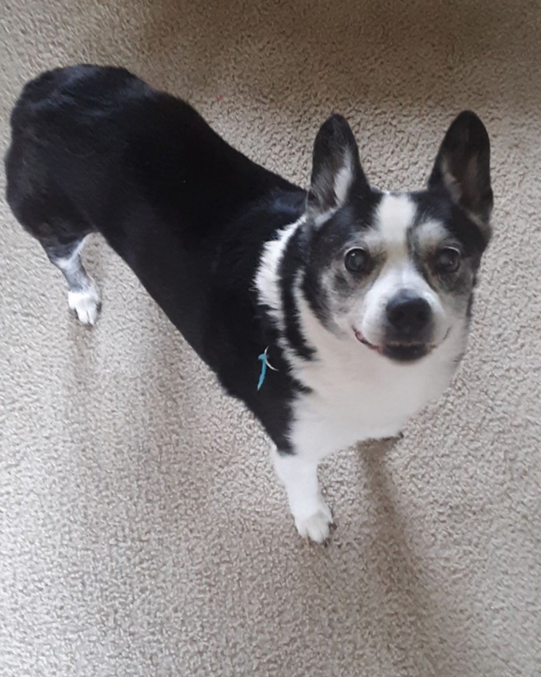 Corbin the Corgi mix. Dog, Puppy, Husky, Chihuahua