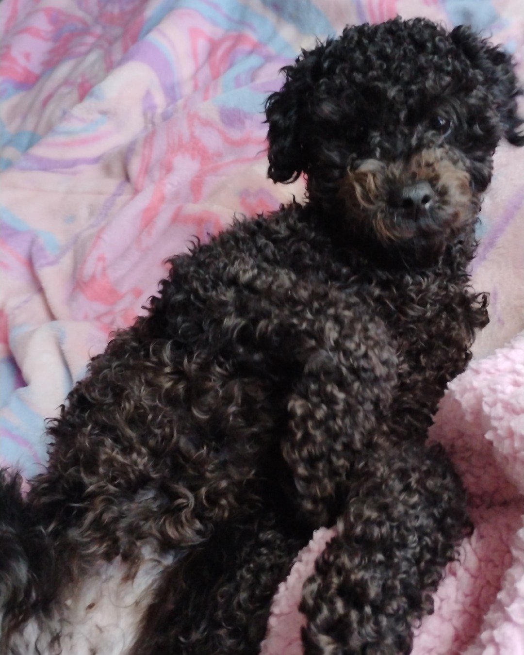 Brownie the black poodle. Dog, Poodle, Puppy