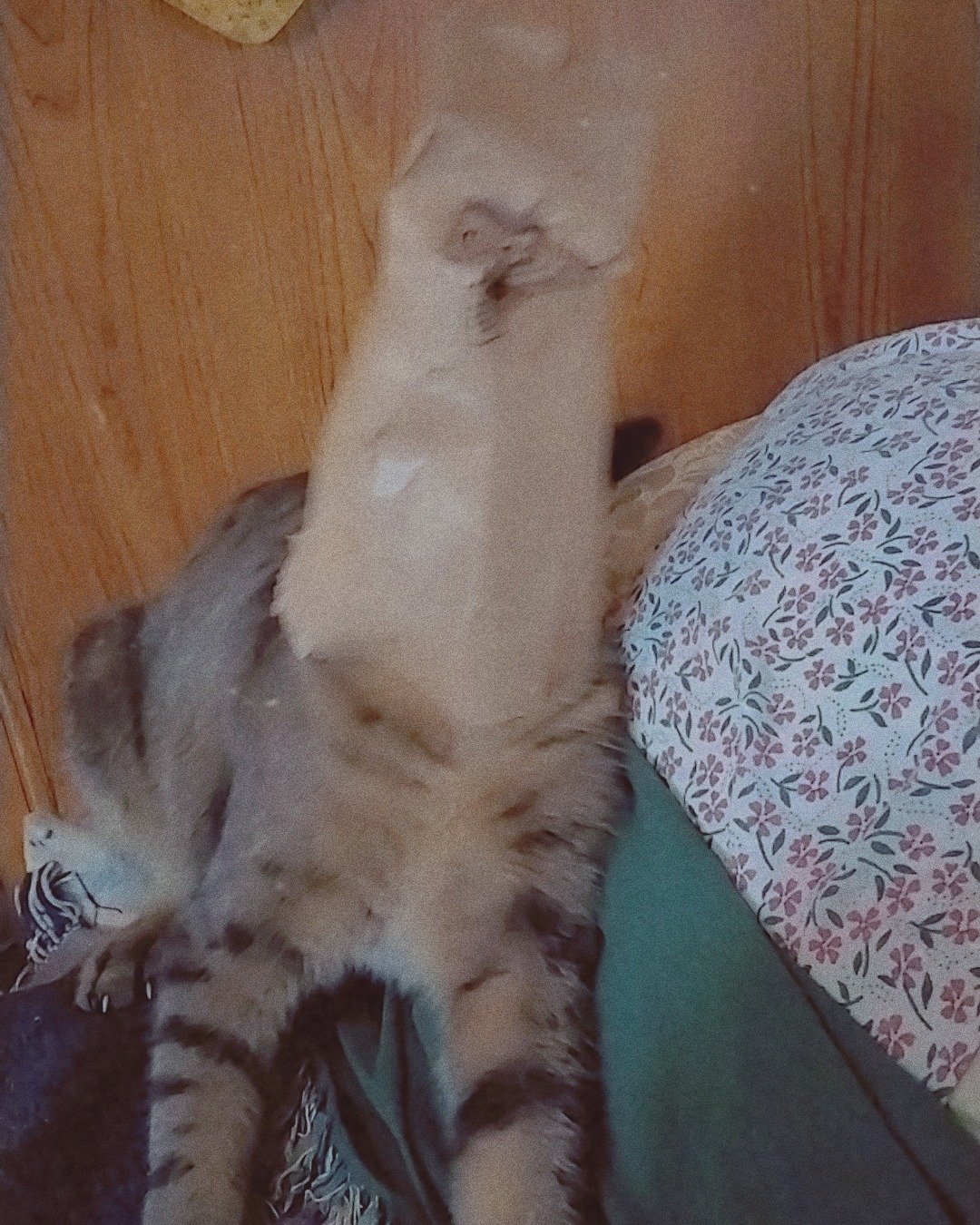Sebby the Grey stripped tabby. Cat, Kitten, Furniture, Person, Sleeping
