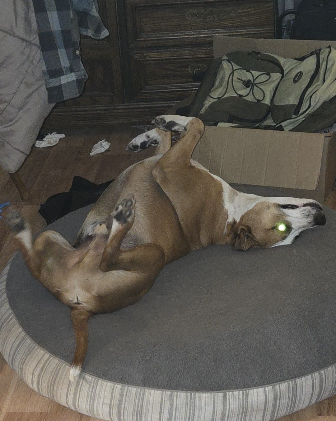 Max. Couch, Furniture, Dog, Ball, Sport, Tennis