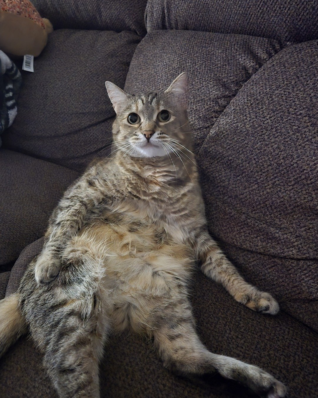 Lucy the tabby — Couch, Furniture, Chair, Cat