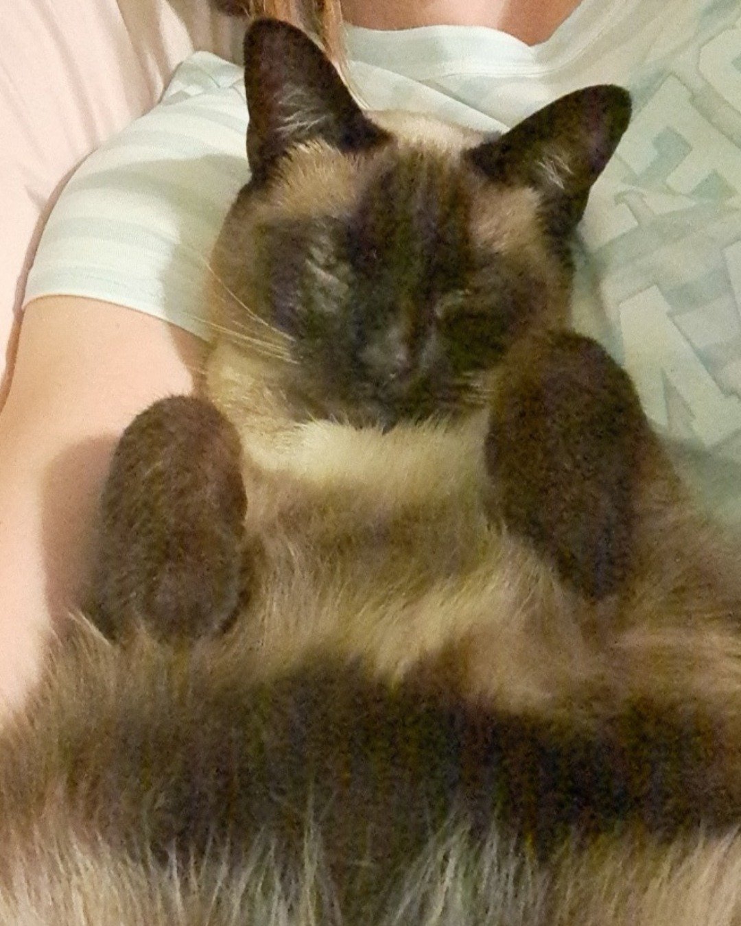 Luna🌙💫 (twin of Stella) the Siamese. Cat, Siamese