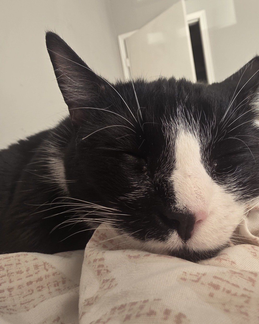 Lorelai the Tuxedo. Cat, Person, Sleeping, Kitten