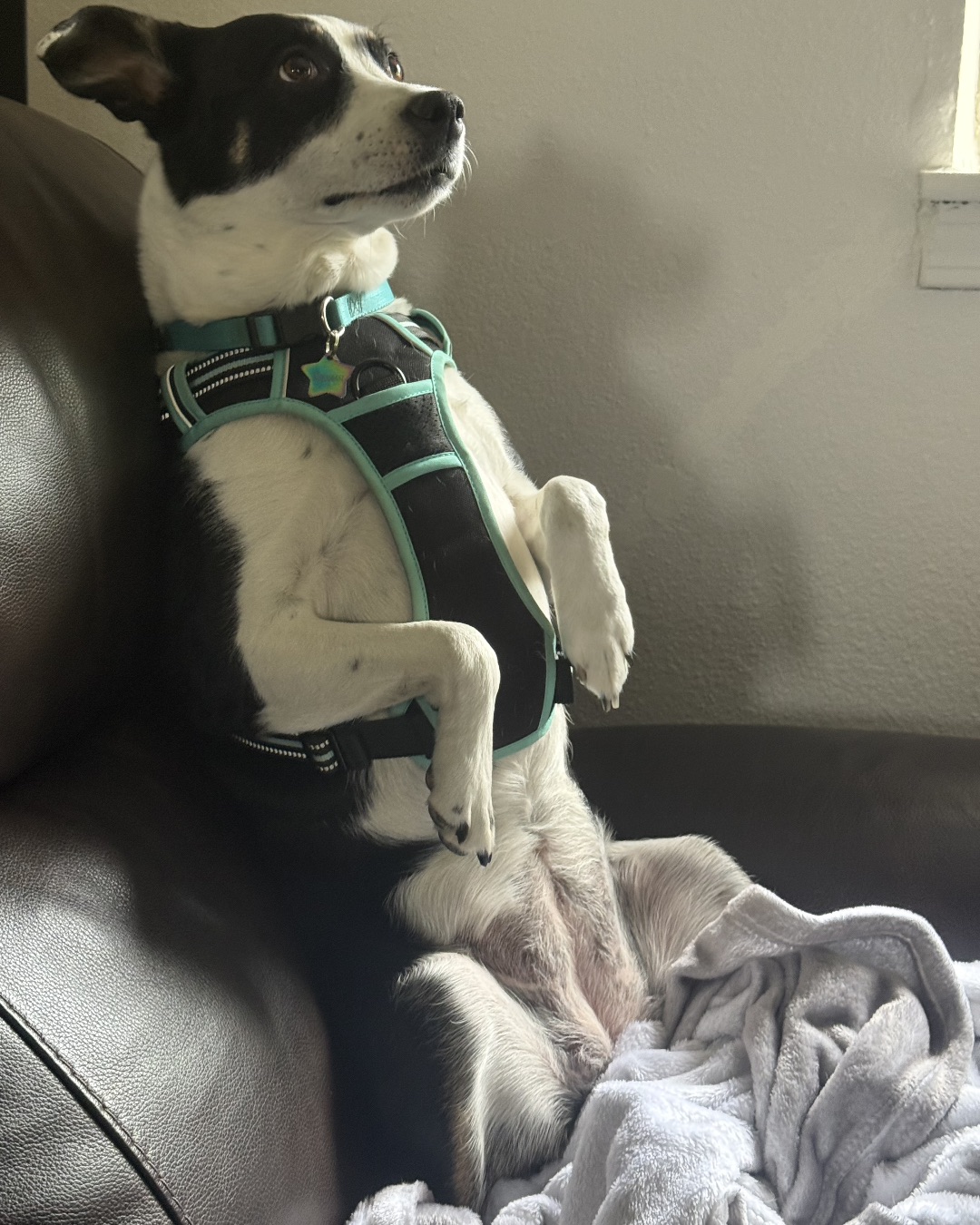 Midi — Dog, Puppy, Couch, Furniture, Hound, Cushion