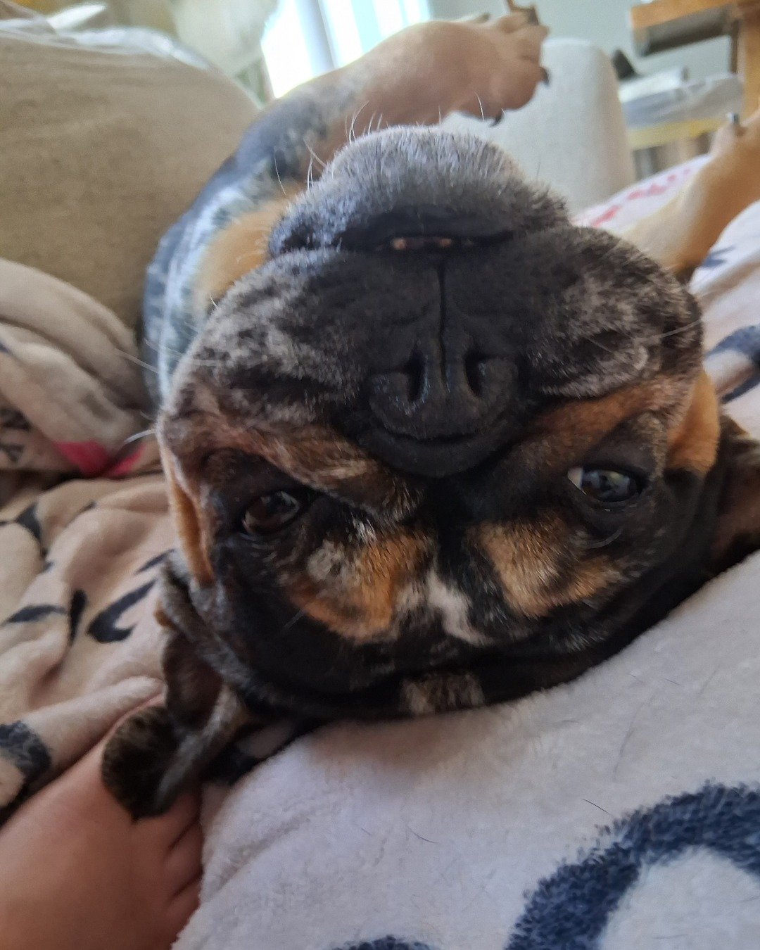 Patty the French bulldog. Dog, Puppy, Bulldog, French Bulldog