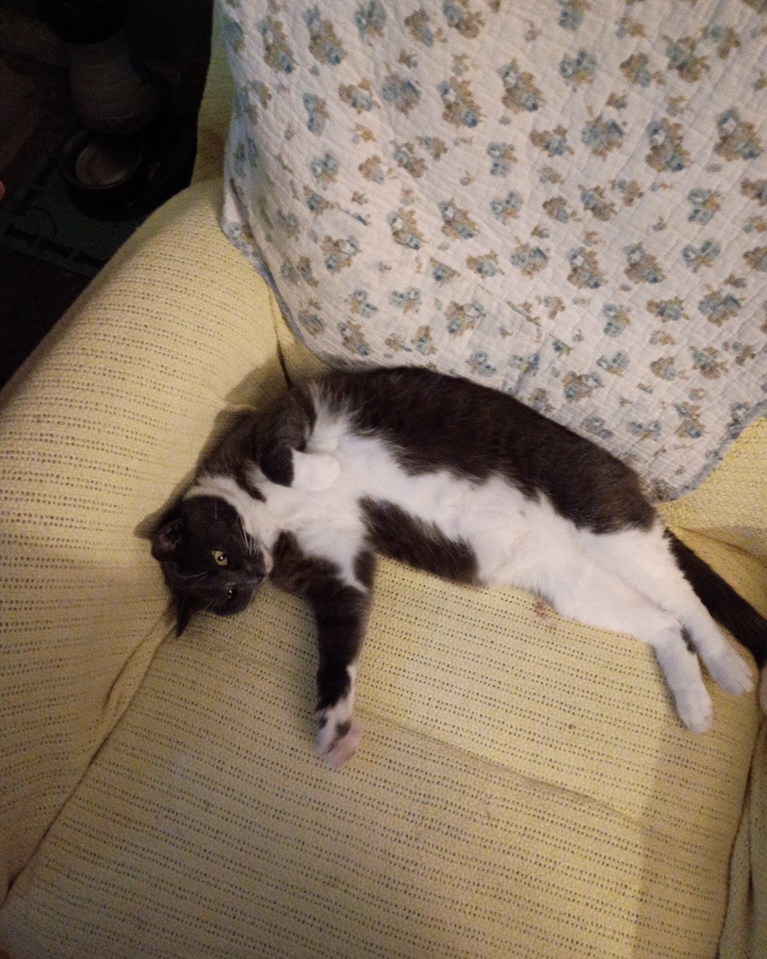 Petunia the Grey Tuxedo. Couch, Furniture, Cushion, Home Decor, Chair, Cat