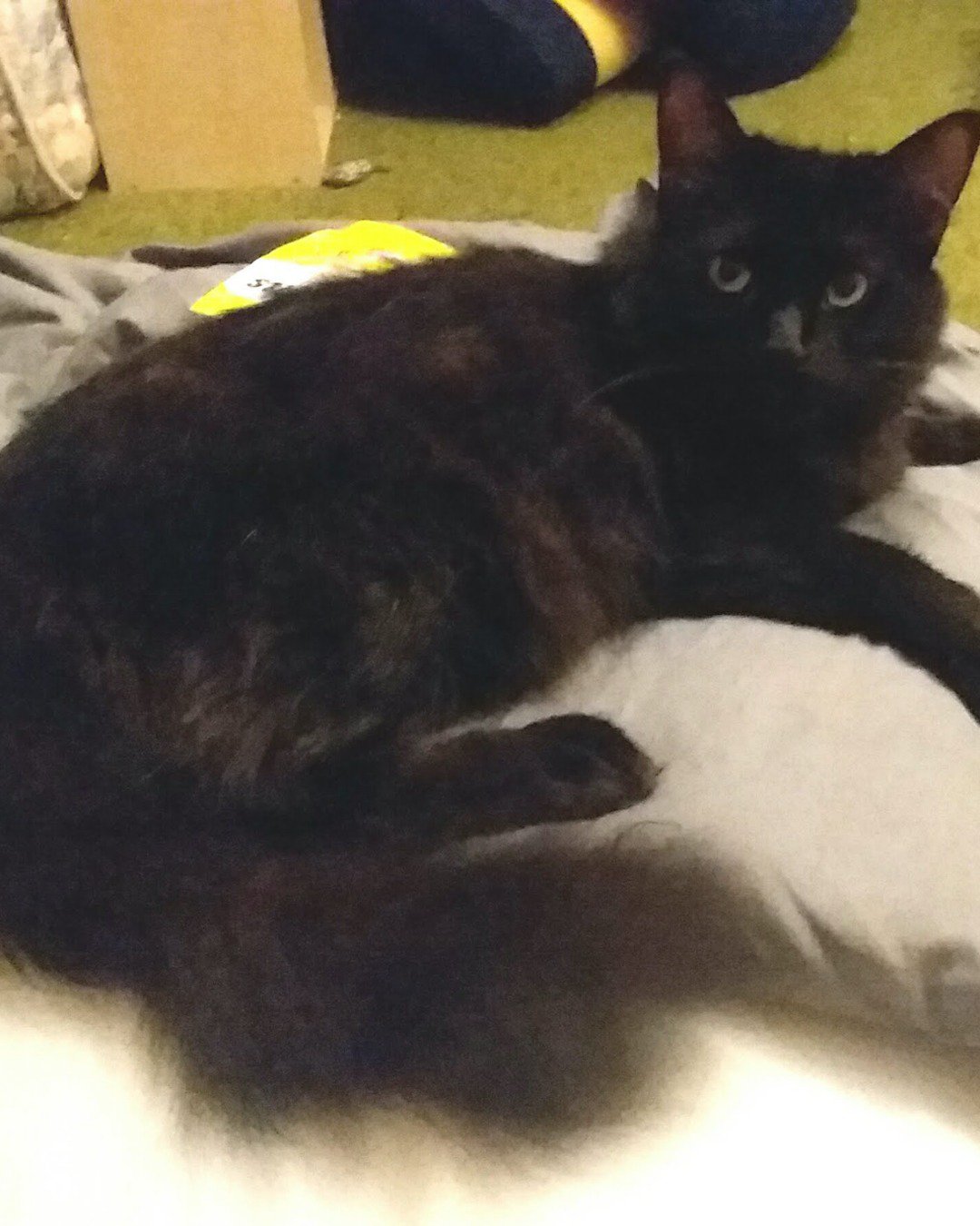 Sylvester the Unsure. Cat