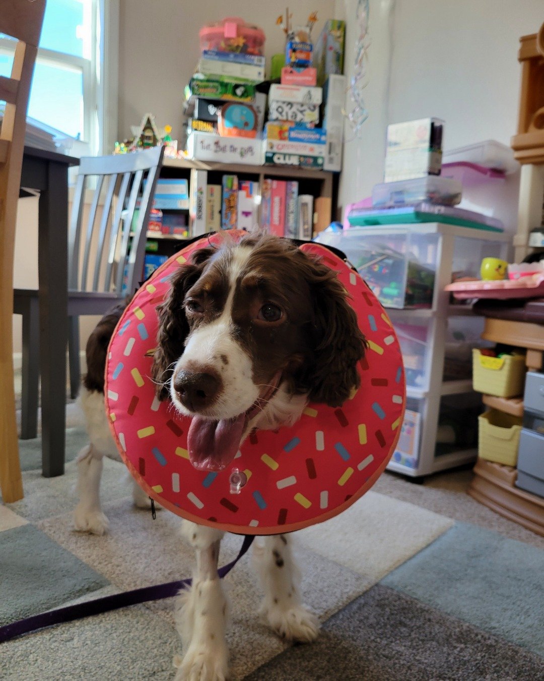 Sparky the English Springer Spaniel. Architecture, Building, Dining Room, Dining Table, Furniture, Indoors
